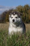 ALASKAN MALAMUTE 532